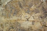 Petrified Wood (Araucaria) Slab - Madagascar #118511-1